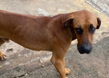 Homem é preso pela segunda vez por maus-tratos contra animais, em Goiânia