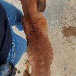 Homem é preso pela segunda vez por maus-tratos contra animais, em Goiânia