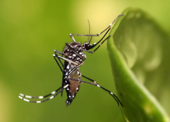 Caldas Novas decreta estado de emergência em saúde pública causado pela dengue