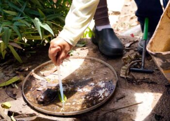 Com dois casos de zika vírus em grávidas, Goiás faz alerta para população