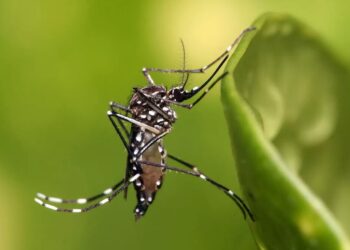 Dengue: exames utilizados no diagnóstico da doença causada pelo Aedes aegypti