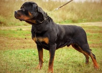 Menino é internado em estado grave após ser atacado por rottweilers, em Anápolis