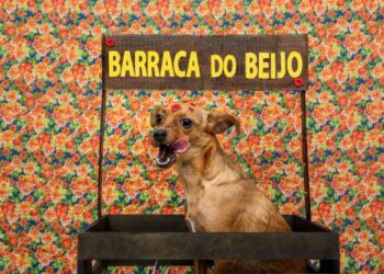 'Cãodrilha': festa junina para pets de graça em Goiânia