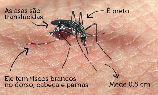 Cepa Cosmopolita: Goiás tem duas mortes confirmadas pela variante da dengue
