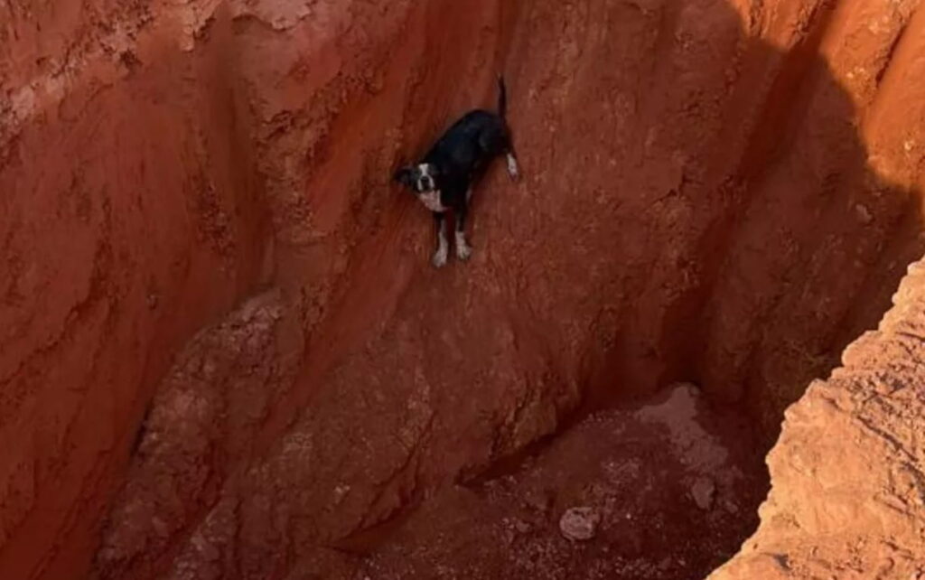 Mulher diz que cão doente que seria sacrificado foi abandonado em aterro, em Porangatu