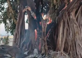 Gameleira considerada como patrimônio histórico de Goiânia é incendiada