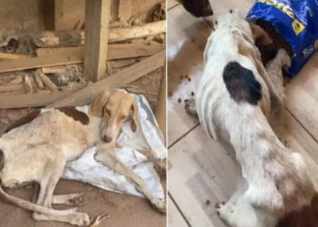 Polícia Civil de Goiás resgata animais em situação de maus-tratos, Nazário