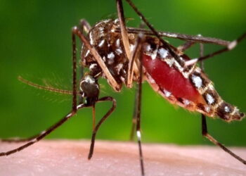 SES confirma primeira morte por Chikungunya em Goiás, neste ano de 2022