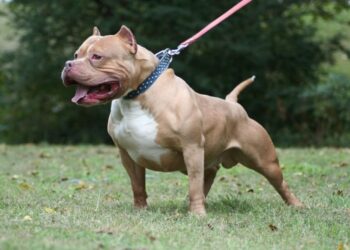 Pit bull é levado para Centro de Zoonoses após atacar crianças e idosos, em Estrela do Norte