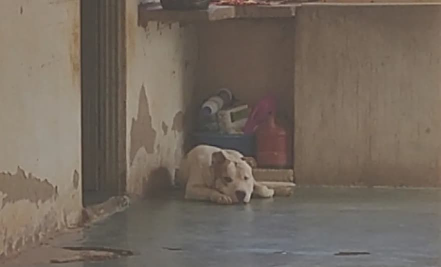 Pit bull é levado para Centro de Zoonoses após atacar oito crianças e idosos, em Estrela do Norte