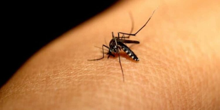 Dengue: Período chuvoso e férias acendem alerta para proliferação do Aedes aegypti