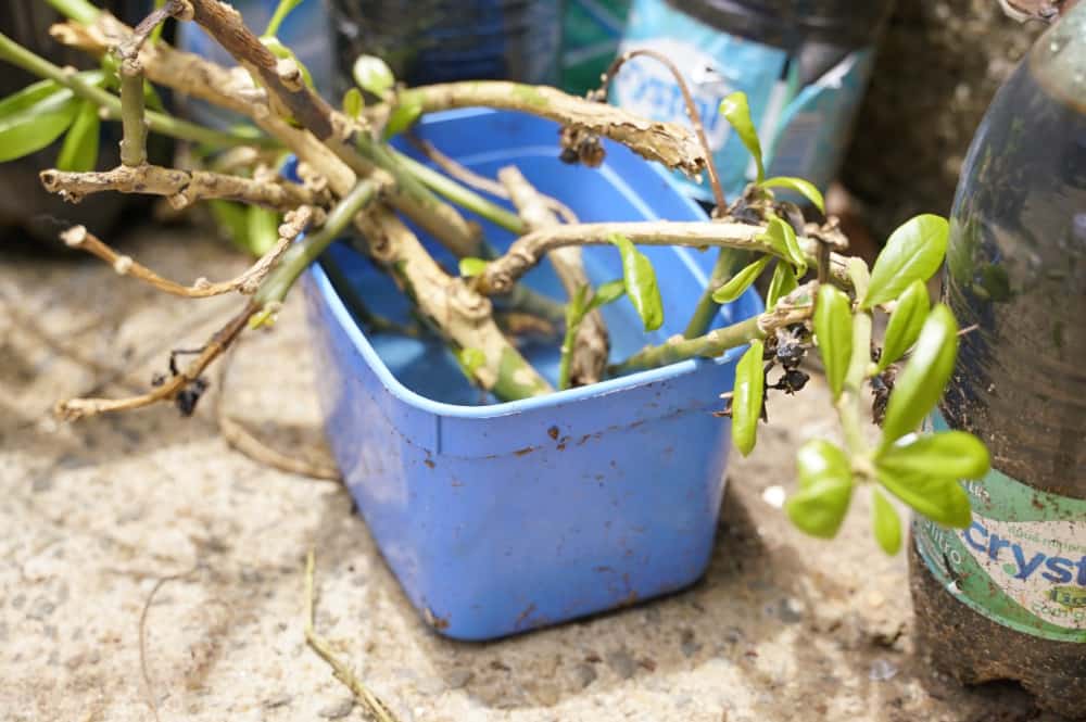 Dengue: Período chuvoso e férias acendem alerta para proliferação do Aedes aegypti