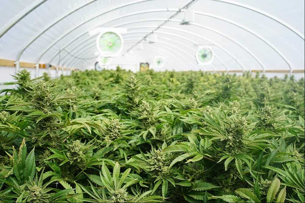 Dia Mundial do Câncer: cannabis medicinal é benéfica na luta contra a doença