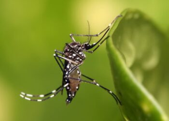Vacina contra dengue: com aval da CTNBio, Anvisa deve analisar imunizante