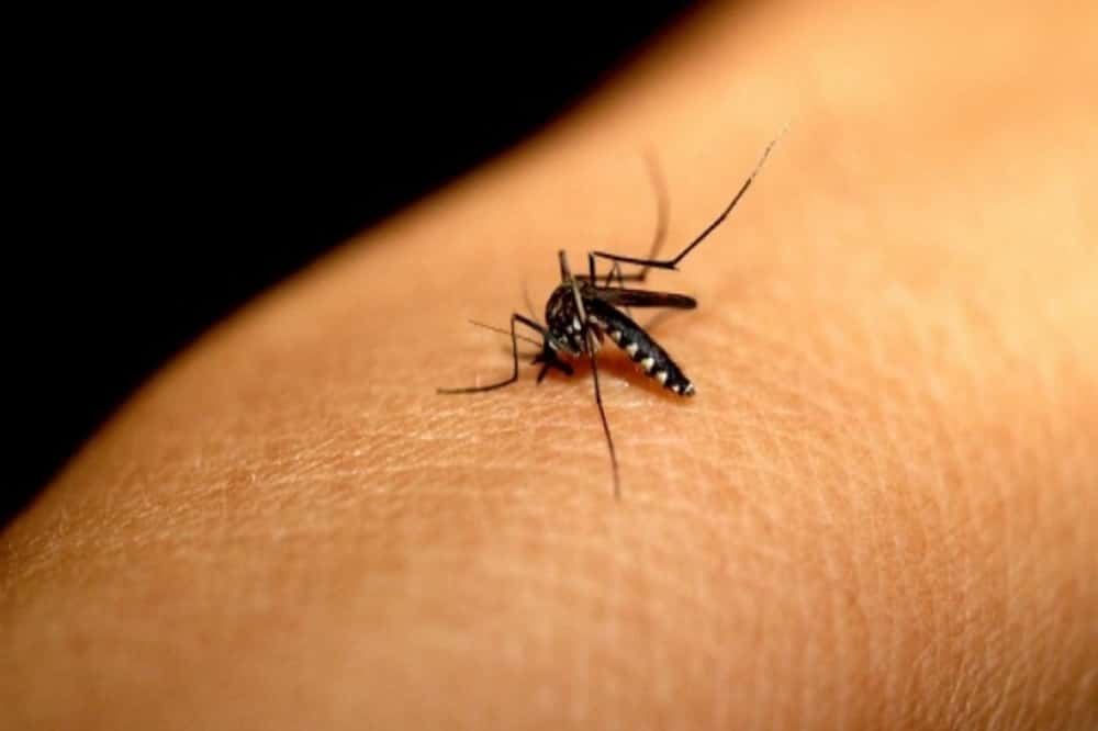 Vacina contra dengue: com aval da CTNBio, Anvisa deve analisar imunizante