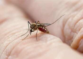 mosquito da dengue