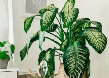 intoxicação por plantas