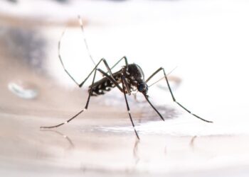 dengue