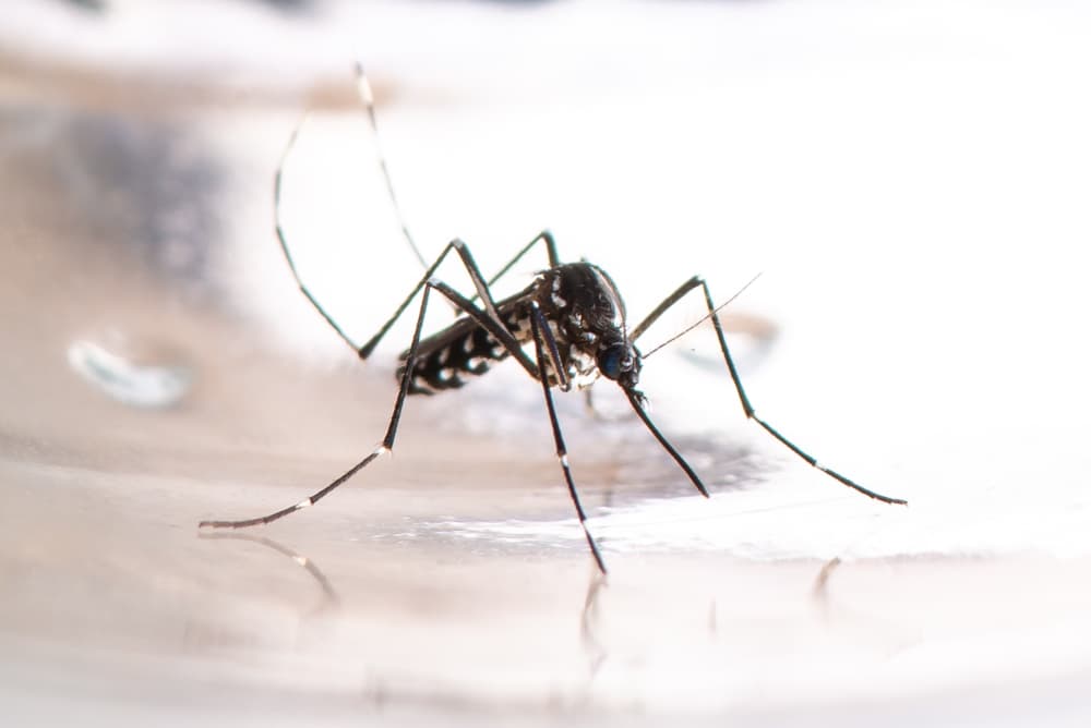 dengue
