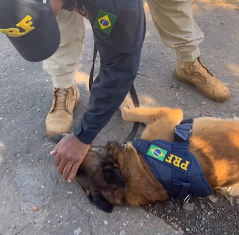 Cão farejador da PRF se aposenta e ganha festa épica com bolo de ração