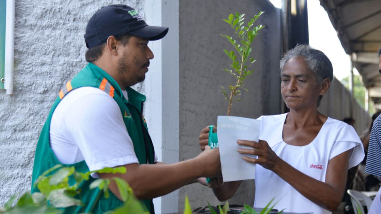 entrega de mudas
