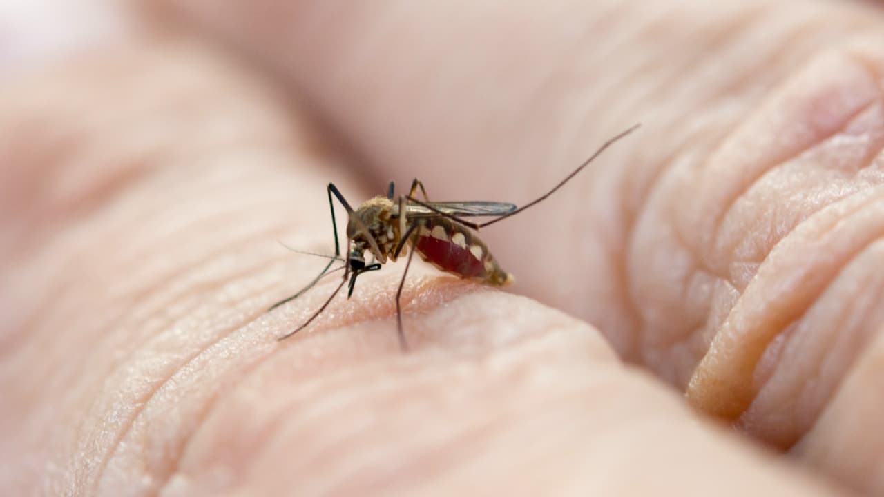 mosquito Aedes aegypti