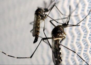 dengue em Goiás