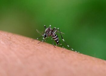 casos de dengue