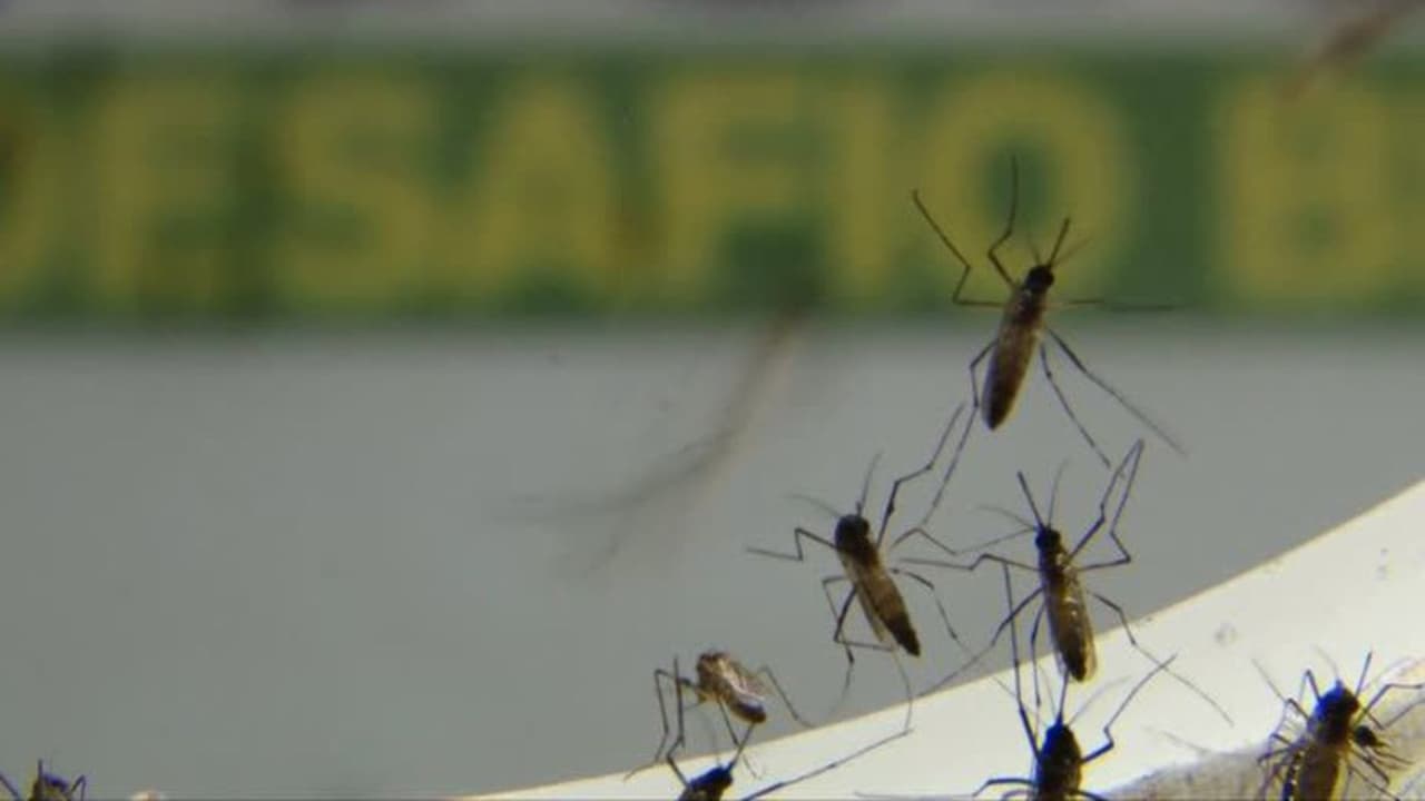 chikungunya