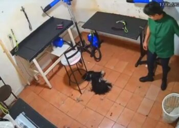 Laudo confirma que cadela morreu por causa de agressões em pet shop de Goiânia