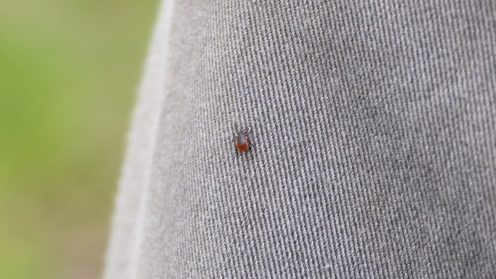 carrapatos podem grudar na roupa