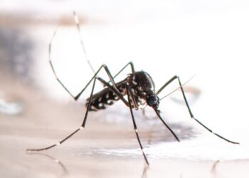 Goiás tem redução de 65% nos casos de dengue em 2023