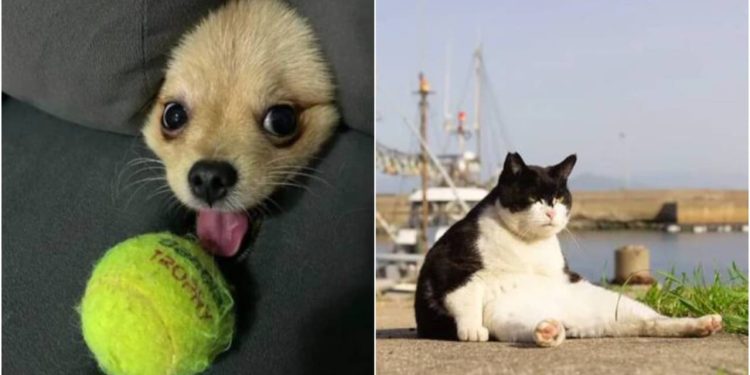 Brasileira de 13 anos ganha concurso de fotos mais engraçadas de pets; veja imagens