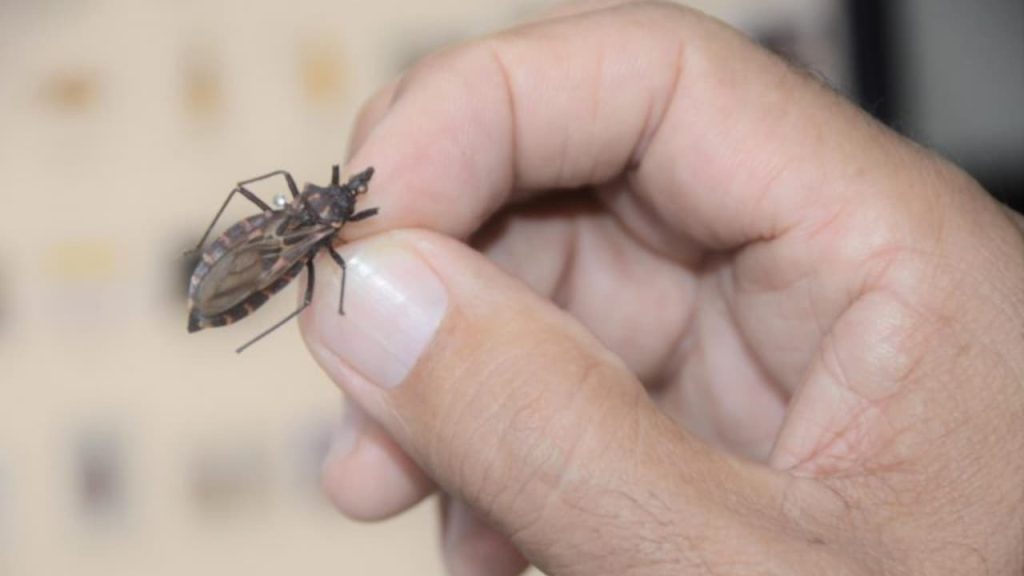 Doença de chagas matou mais de 230 pessoas em Goiás este ano; veja tratamento
