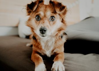 Shopping Passeio das Águas recebe evento de adoção de pets no fim de semana