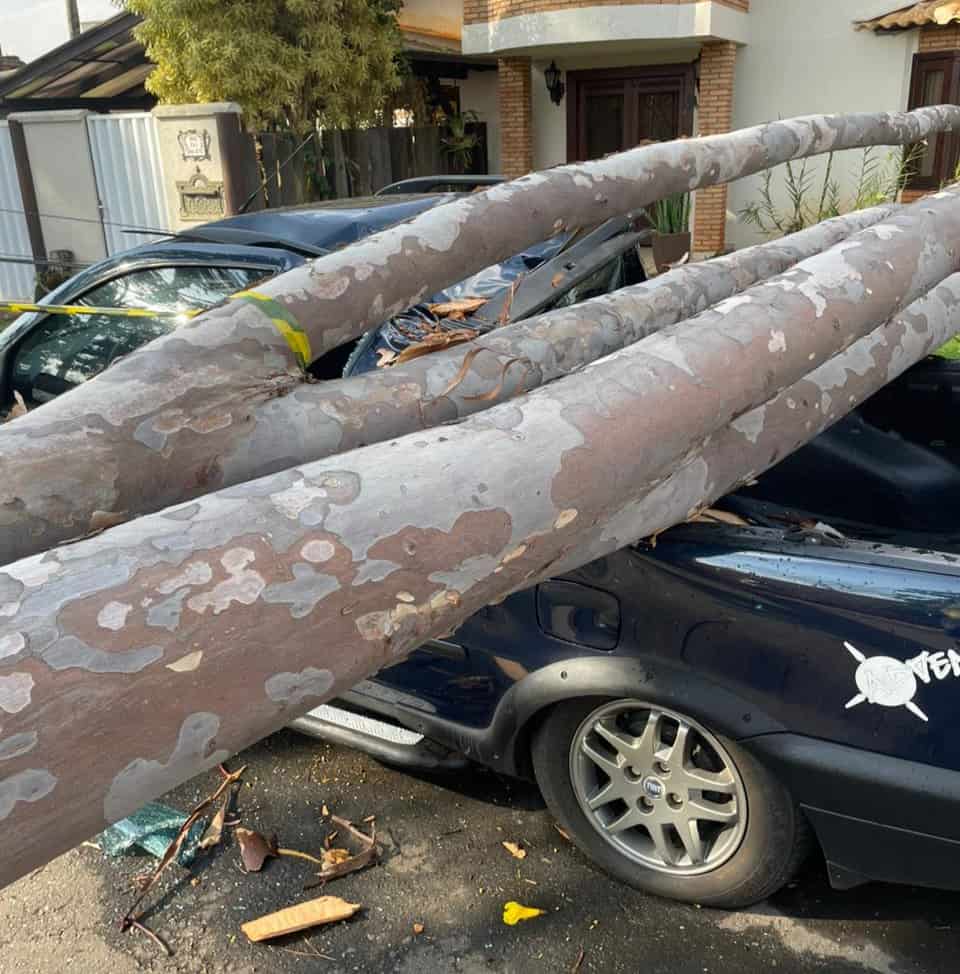 Árvore cai sobre carro em Goiânia