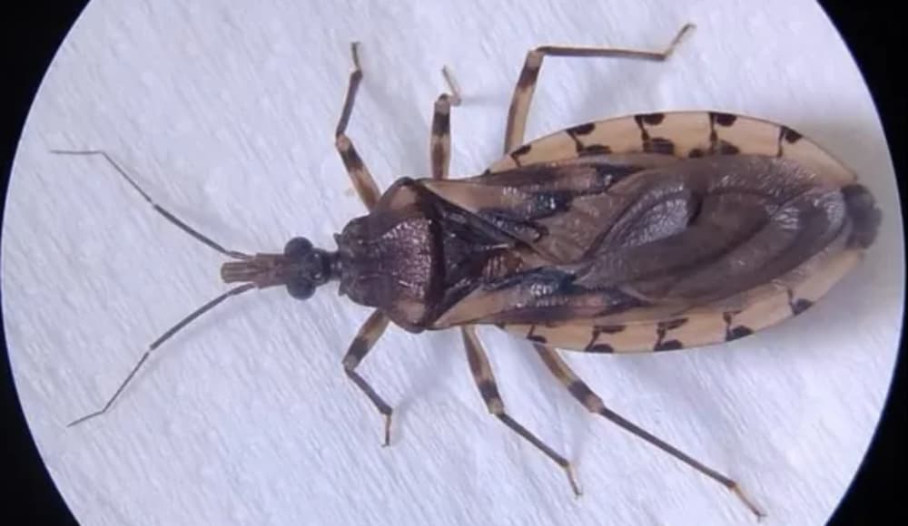 Triatoma infestans