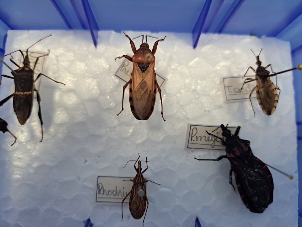 Barbeiro, transmissor da doença de chagas