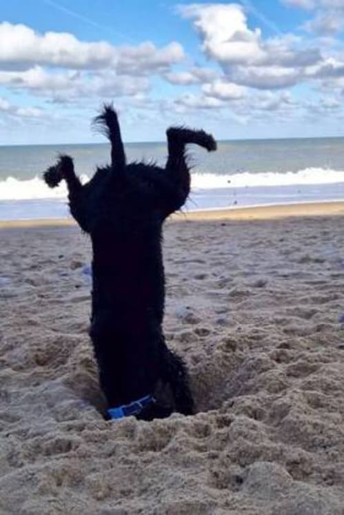 melhores fotos de animais