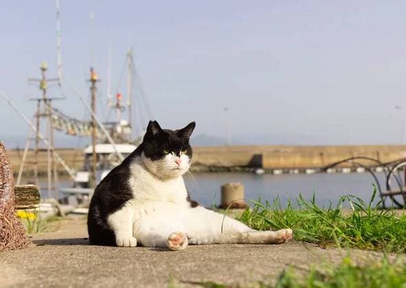 o gato chefão