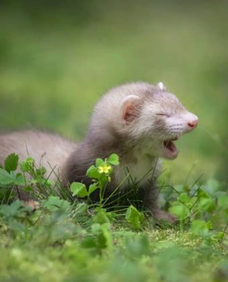 fotos mais engraçadas de animais