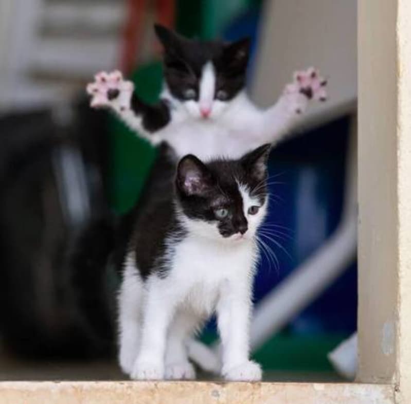 melhores fotos de pets