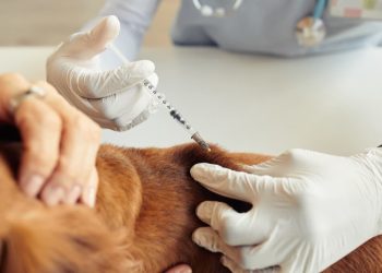 Campanha de vacinação antirrábica de cães e gatos começa nesta semana, em Goiânia