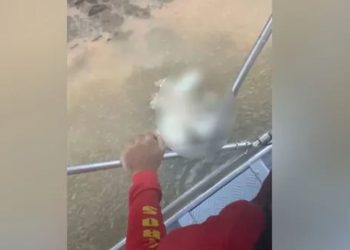Bombeiros encontram cabeça de homem que teve corpo devorado por jacaré em Goiás