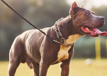 PL quer obrigar uso de coleira e focinheira para cães em locais públicos, em Goiás