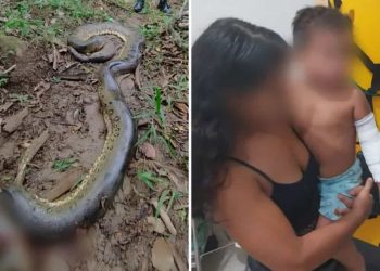 Sucuri de 6 metros ataca criança de dois anos enquanto brincava em rio de Goiás