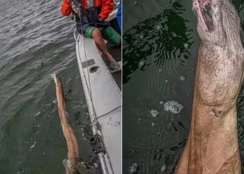 Pescador se surpreende após fisgar criatura "bizarra" na Austrália