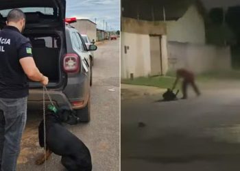 Cachorro é resgatado após ser agredido com corrente, em Formosa; veja vídeo