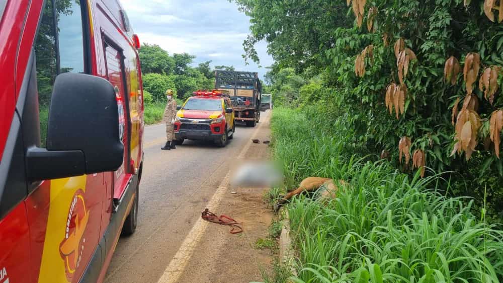 Criança morre após ser atingida por caminhão enquanto cavalgava com o pai