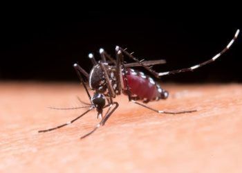 Dengue: medidas que podem ajudar a frear o aumento de casos da doença